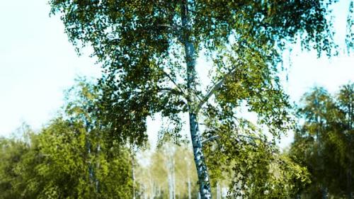Videohive - Birch Forest Panorama in Summer - 36662836 - 36662836