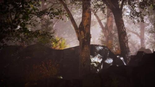 Videohive - Summer Forest with Deep Fog - 36662849 - 36662849