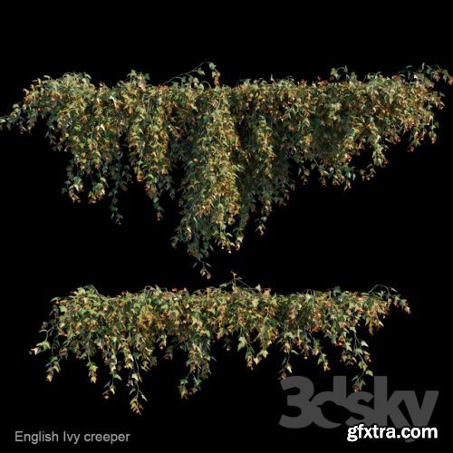 English Ivy creeper 3d model