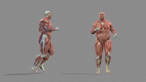 Videohive - Muscle Anatomy Running Body Transformation - 36746980 - 36746980