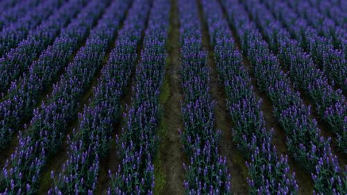 Videohive - Lavender Field 1 - 36754811 - 36754811