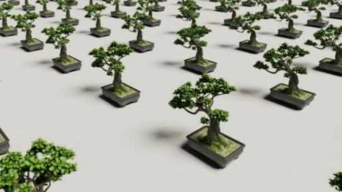 Videohive - Bonsai cyclic background | UHD | 60fps - 36738885 - 36738885