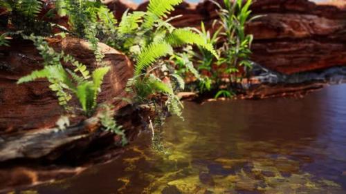 Videohive - Tropical Golden Pond with Rocks and Green Plants - 36739116 - 36739116