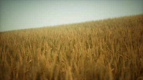 Videohive - Dark Stormy Clouds Over Wheat Field - 36739132 - 36739132