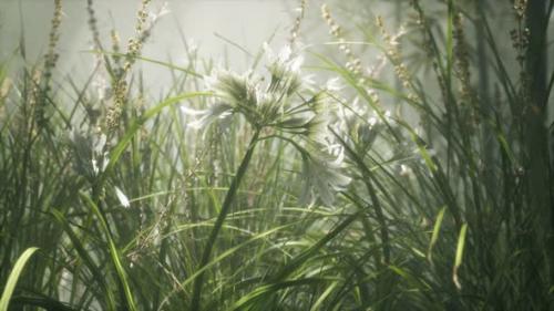 Videohive - Grass Flower Field with Soft Sunlight for Background - 36739164 - 36739164