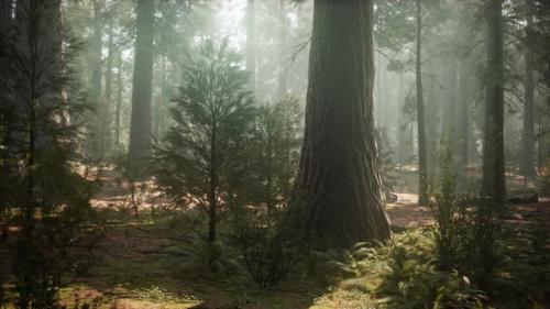 Videohive - Sunrise in the Sequoias General Grant Grove Sequoia National Park - 36739170 - 36739170