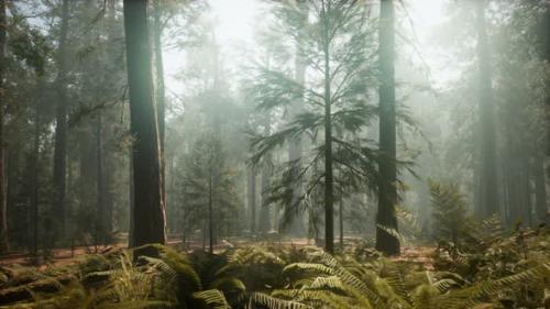 Videohive - Sunset on the Giant Forest Sequoia National Park California - 36739180 - 36739180