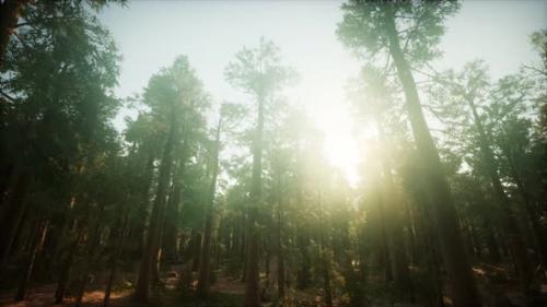 Videohive - Redwood Forest Foggy Sunset Scenery - 36739205 - 36739205