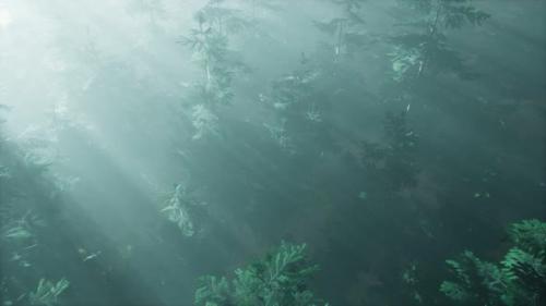 Videohive - Aerial Sunrays in Forest with Fog - 36739270 - 36739270