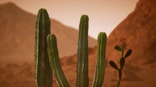 Videohive - Arizona Desert Sunset with Giant Saguaro Cactus - 36739312 - 36739312