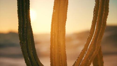 Videohive - Saguaro Cactus on the Sonoran Desert in Arizona - 36739320 - 36739320