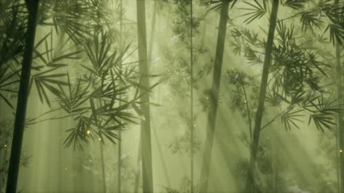 Videohive - Asian Bamboo Forest with Morning Fog Weather - 36739329 - 36739329