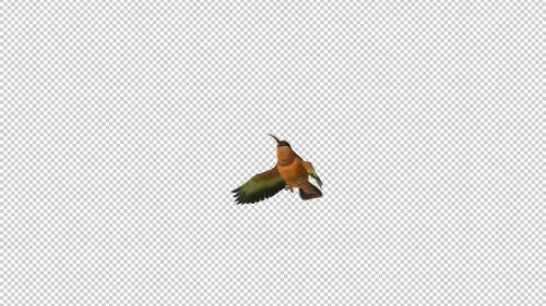 Videohive - Hummingbird - Rufous Hermit - Flying Over Screen - II - Alpha Channel - 36722817 - 36722817