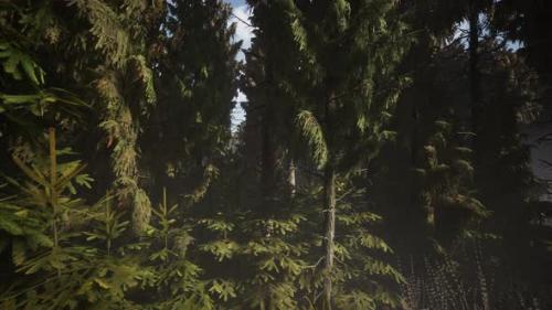 Videohive - Spruce Forest at Summer Day - 36736274 - 36736274