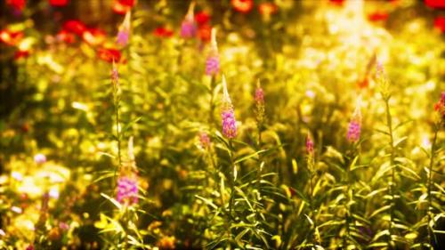 Videohive - View of Beautiful Cosmos Flower Field in Sunset Time - 36736277 - 36736277