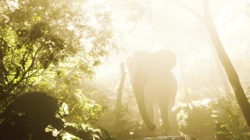 Videohive - Elephant in Tropical Forest with Fog - 36736287 - 36736287