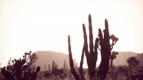 Videohive - Sunlight Ray Shooting Across the Desert Sky at Sunset - 36736306 - 36736306