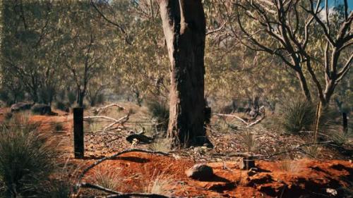 Videohive - Australian Bush with Trees on Red Sand - 36736332 - 36736332