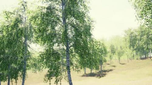 Videohive - Birch Forest in Sunlight in the Morning - 36736335 - 36736335