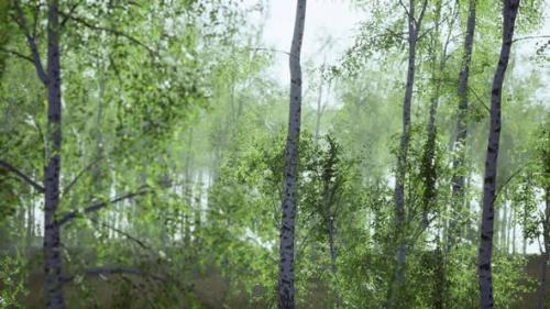 Videohive - Birch Grove on a Sunny Summer Day Landscape - 36736338 - 36736338