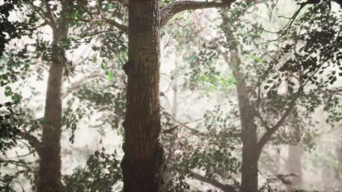 Videohive - Summer Forest with Deep Fog - 36736346 - 36736346