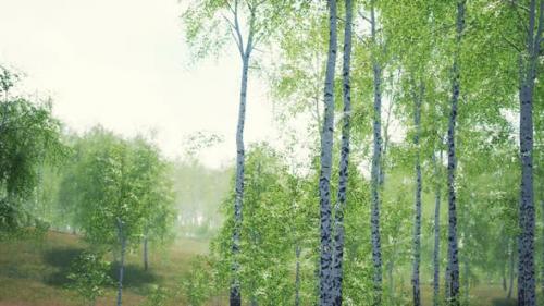 Videohive - White Birch Trees in the Forest in Summer - 36736348 - 36736348