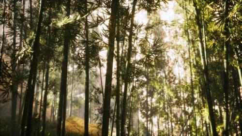 Videohive - Asian Bamboo Forest with Morning Sunlight - 36736378 - 36736378