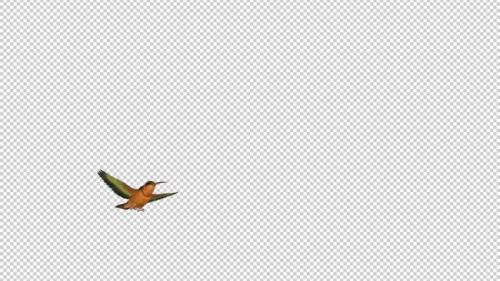 Videohive - Hummingbird - Rufous Hermit - Flying Over Screen - I - Alpha Channel - 36722812 - 36722812