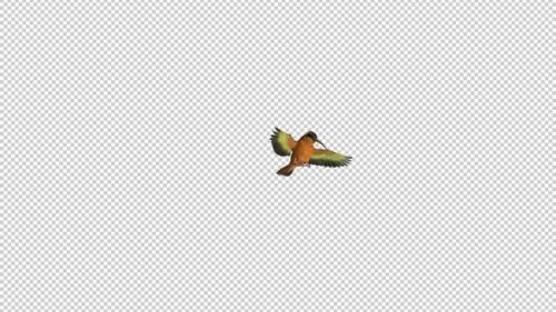 Videohive - Hummingbird - Rufous Hermit - Flying Over Screen - IV - Alpha Channel - 36722816 - 36722816