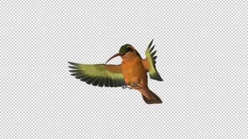 Videohive - Hummingbird - Rufous Hermit - Feeding Loop - Side Angle - Alpha Channel - 36805129 - 36805129