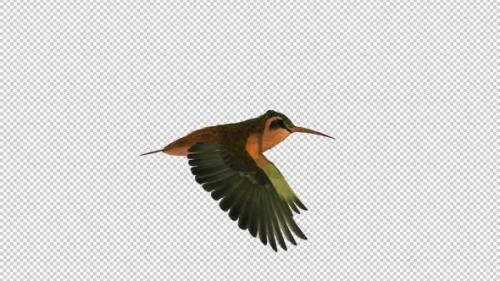 Videohive - Hummingbird - Rufous Hermit - Flying Loop - Side View - Alpha Channel - 36805132 - 36805132