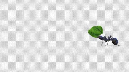 Videohive - Ant Walk Over Screen With Leaf - 36806493 - 36806493