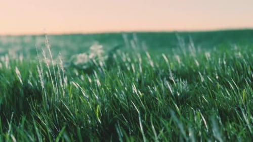 Videohive - Green Fresh Grass As a Nice Background - 36782110 - 36782110