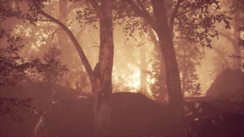 Videohive - Magic Dark Summer Forest Scenery with Rays of Warm Light - 36782157 - 36782157