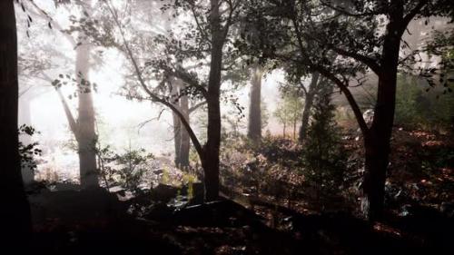 Videohive - Sunbeams Entering Forest on a Misty Autumnal Morning - 36782167 - 36782167