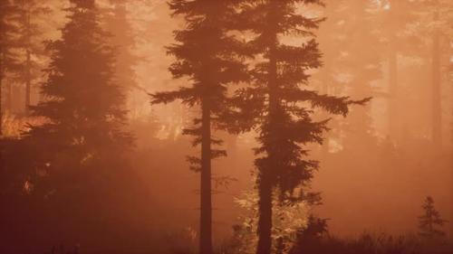 Videohive - Depth of Coniferous Forest with Magical Sunlight Passing Between the Trees - 36782180 - 36782180