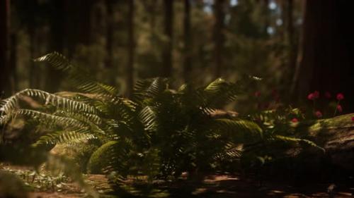 Videohive - Early Morning Sunlight in the Sequoias of Mariposa Grove - 36782235 - 36782235