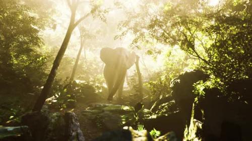 Videohive - Wild Bull Elephant in the Jungle with Deep Fog - 36782380 - 36782380