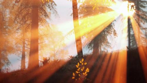 Videohive - Sunrise Fog in Birch Tree Forest - 36782715 - 36782715