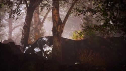 Videohive - Summer Forest with Deep Fog - 36782761 - 36782761