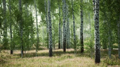 Videohive - Birch Forest in Sunlight in the Morning - 36782788 - 36782788