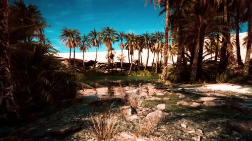 Videohive - Pond and Palm Trees in Desert Oasis - 36781063 - 36781063