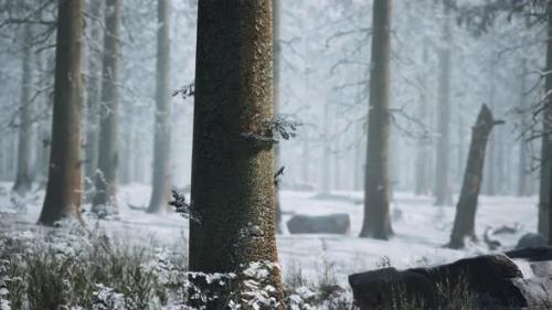 Videohive - Frozen Winter Forest in the Fog - 36781096 - 36781096