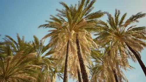 Videohive - Coconut Palm Trees on Blue Sky - 36781126 - 36781126