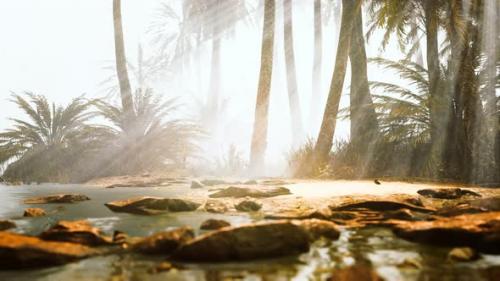 Videohive - Coconut Palms in Deep Morning Fog - 36781132 - 36781132