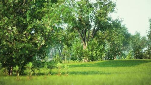 Videohive - Vibrantly Green Park Space Deserted Due to the the Covid 19 Lockdown - 36782035 - 36782035