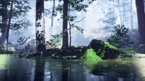 Videohive - Mist on Pond in Forest with Fog - 36782048 - 36782048