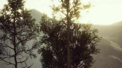 Videohive - Carpatian Mountains Fog and Mist at the Pine Forest - 36782920 - 36782920