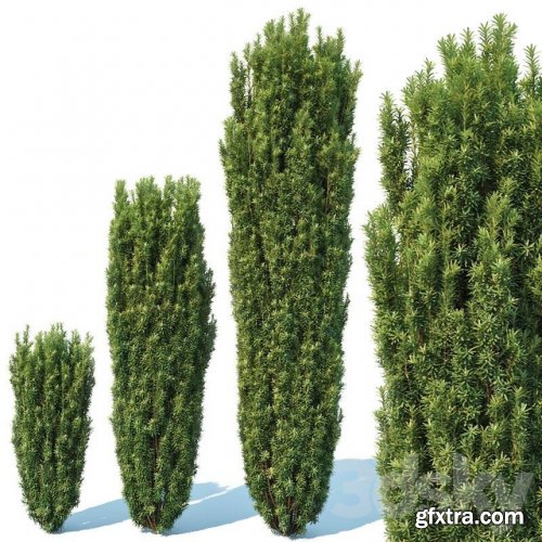 Taxus Baccata # 1 Fastigiata Robusta V2