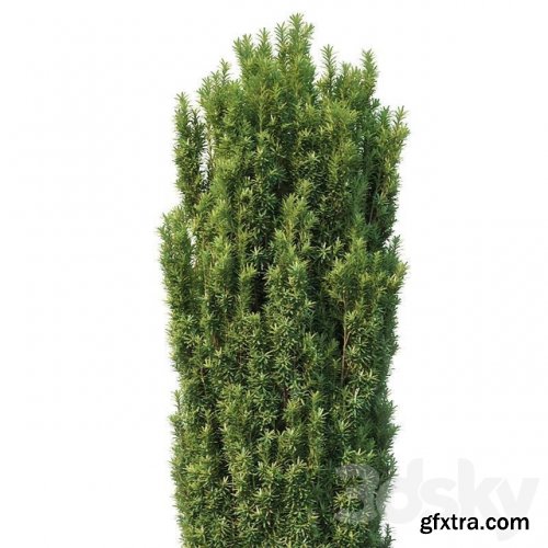 Taxus Baccata # 1 Fastigiata Robusta V2